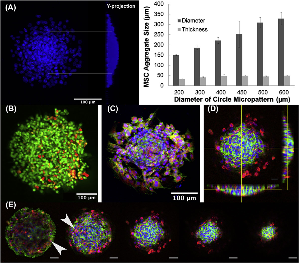 Morphological, viability and biomarker assessment in MSC 3D aggregates.