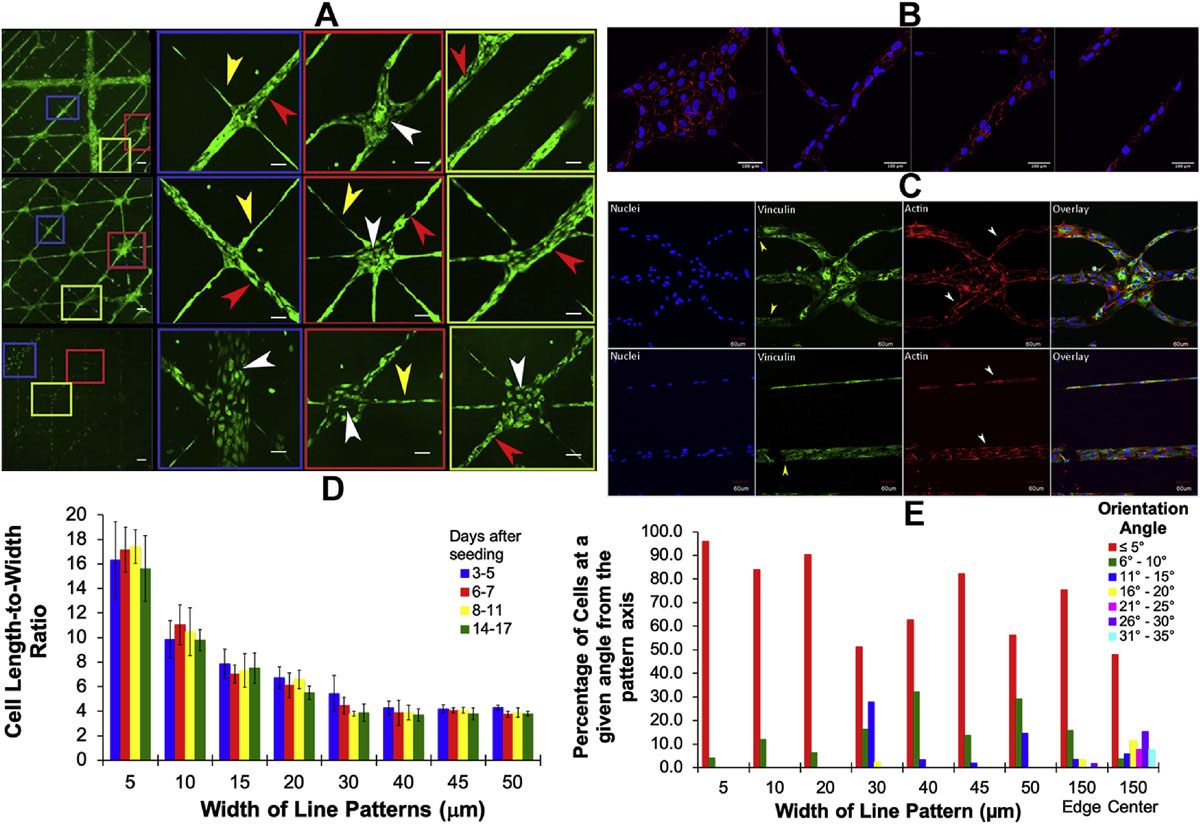 Visualization of viability, biomarker expression, and alignment to micropatterns in HUVECs.